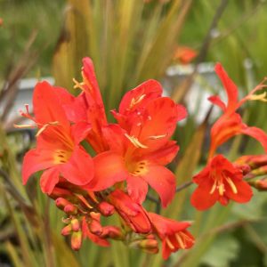 Crocosmia 'Limpopo'