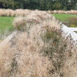Deschampsia cespitosa 'Palava'
