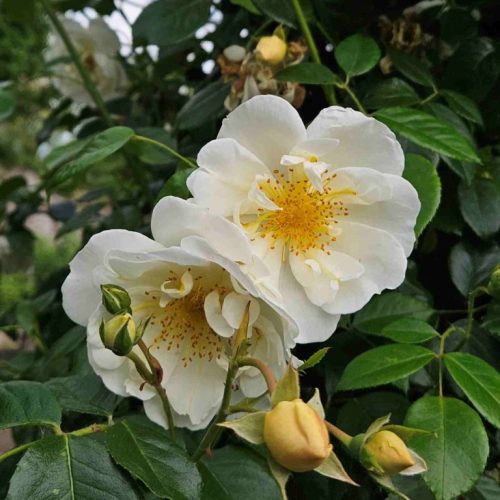 Direktor-Benschop-City-of-York_20250531_02