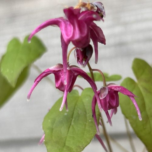 Epimedium 'Red Beauty'