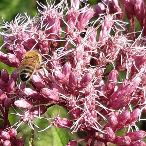 Eupatorium