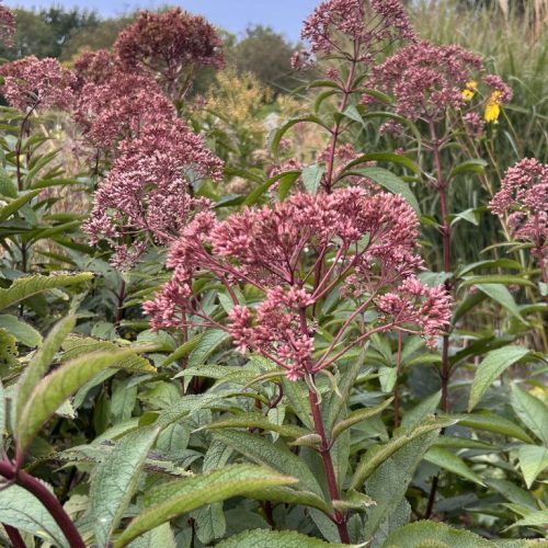 Eupatorium maculatum 'Gateway'