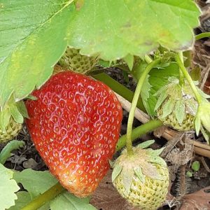Fragaria ×ananassa 'Korona'