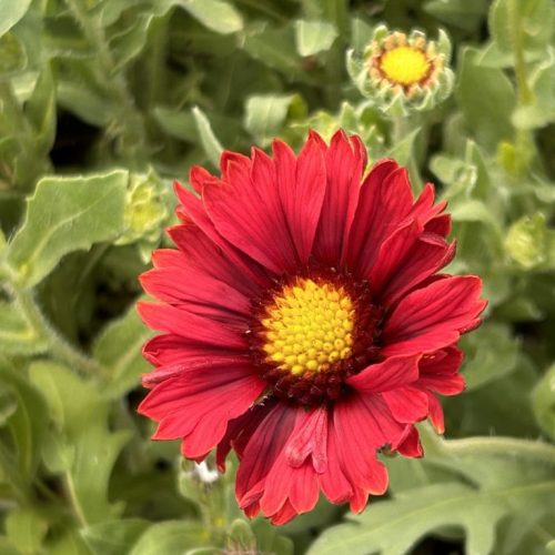 Gaillardia 'Burgunder'