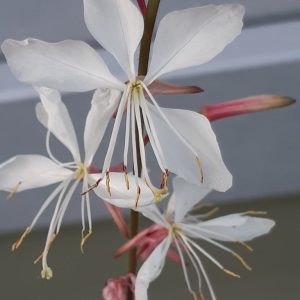Gaura lindheimeri 'Sparkle White'