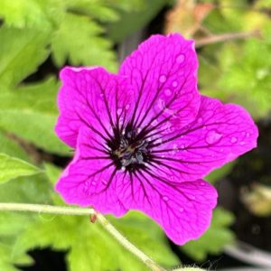 Geranium 'Red Admiral'