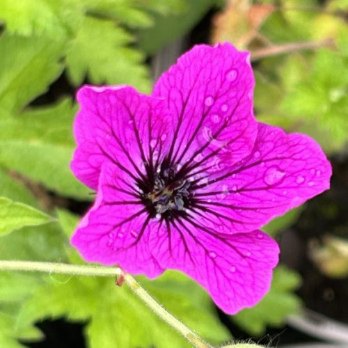 Geranium 'Red Admiral'