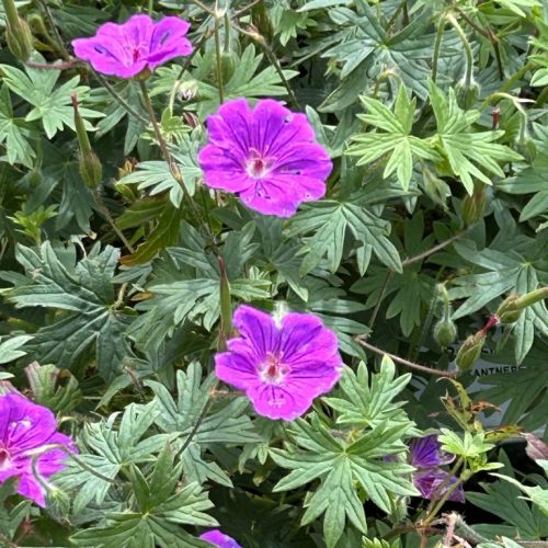 Geranium 'Tiny Monster'