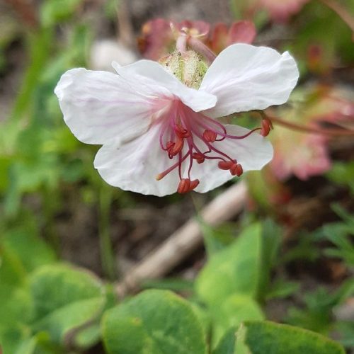 Geranium macrorrhizum
