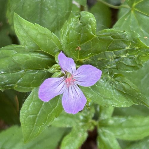 Geranium nodosum