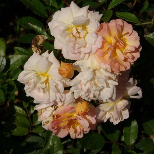 Ghislaine-de-Feligonde-4-scaled