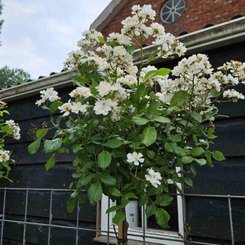 Guirlande-dAmour-stamroos_20250609_01-1-scaled