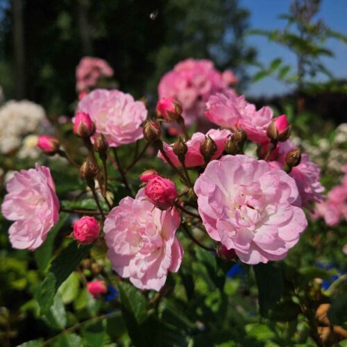 Heavenly-Pink_20250710_03-lowres-bewerkt-500x500