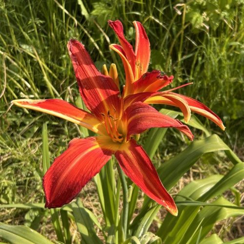 Hemerocallis