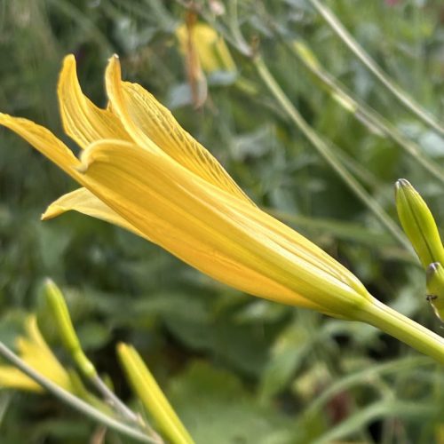 Hemerocallis citrina