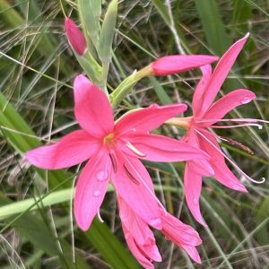 Hesperantha coccinea 'Mrs Hegarty'