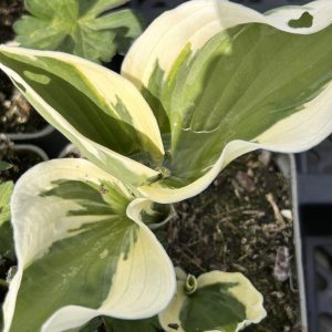 Hosta 'Patriot'