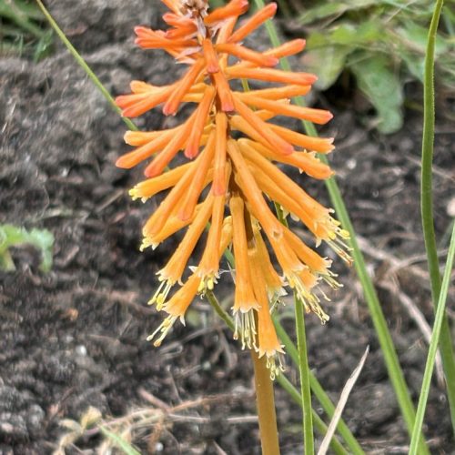 Kniphofia triangularis