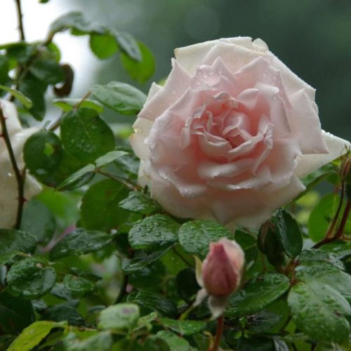 New-Dawn-06-1-scaled-scaled