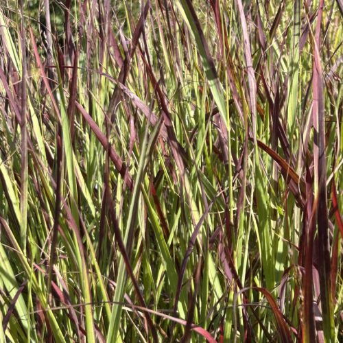 Panicum virgatum 'Shenandoah'