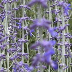 Perovskia 'Lacey Blue'