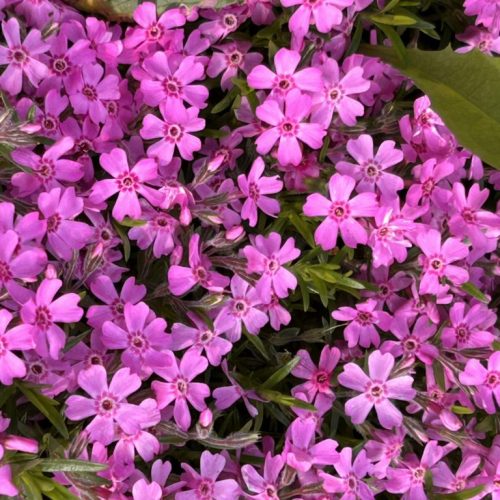 Phlox subulata donkerroze