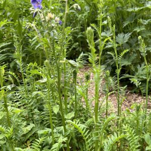Polemonium caeruleum