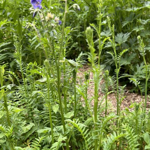 Polemonium caeruleum