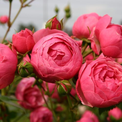 Pomponella_4-500x500