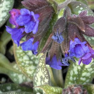 Pulmonaria longifolia 'E.B. Anderson'