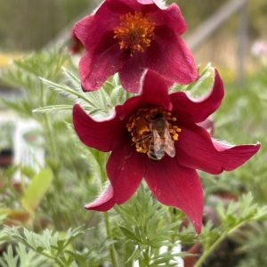 Pulsatilla vulgaris 'Red Bells'
