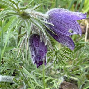 Pulsatilla vulgaris