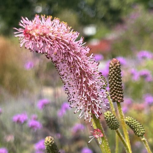 Sanguisorba Blackthorn