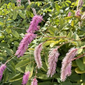 Sanguisorba 'Lilac Squirl'