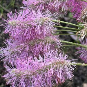 Sanguisorba 'Pink Brushes'