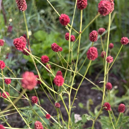Sanguisorba Tanna