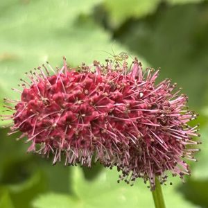 Sanguisorba menziesii