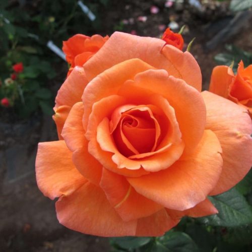 Scent-from-Heaven-02-scaled