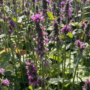 Betonica officinalis 'Hummelo'