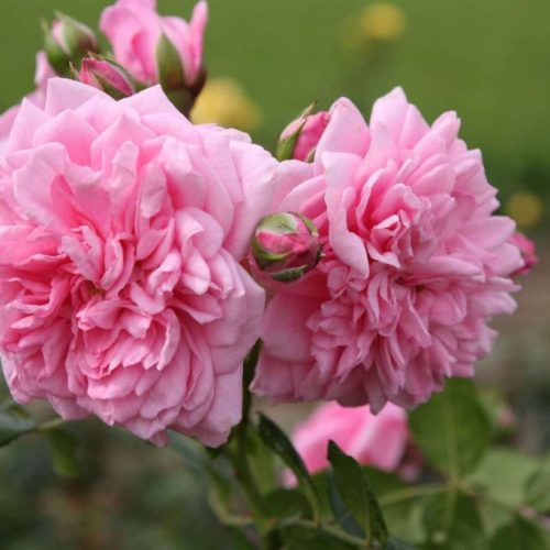 Sweet_Laguna_3-1-scaled-scaled