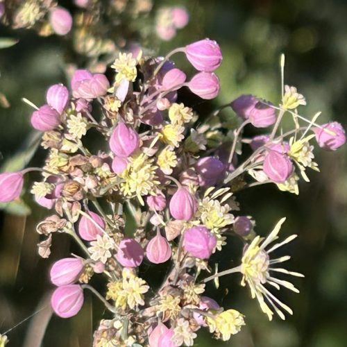 Thalictrum Elin