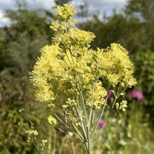Thalictrum flavum subsp. glaucum
