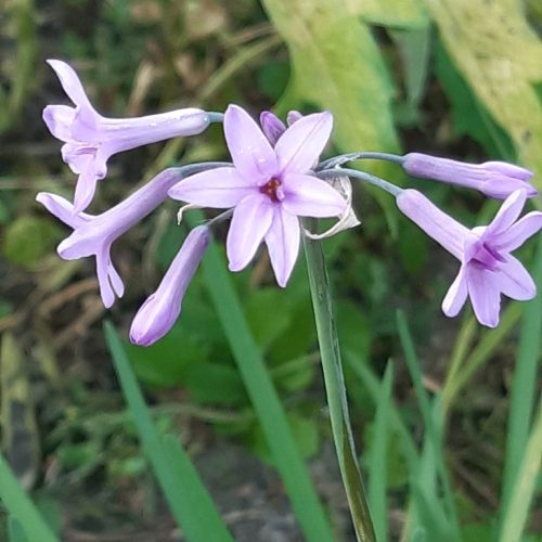 Tulbaghia violacea