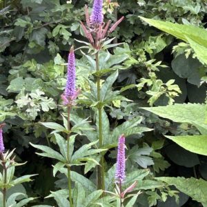 Veronicastrum virginicum 'Apollo'