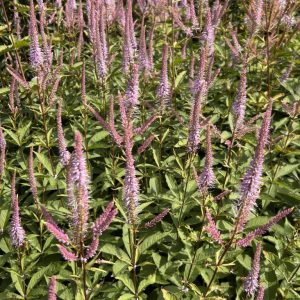 Veronicastrum virginicum 'Adoration'