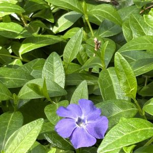 Vinca minor 'Anna'