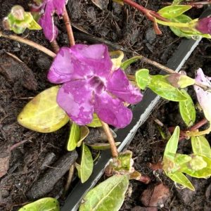 Vinca minor 'Atropurpurea'