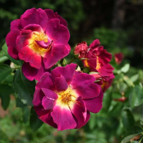 Weg-der-Sinne-1-scaled