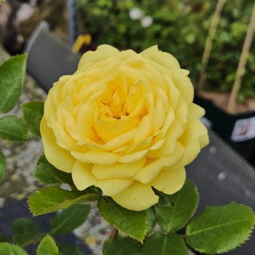 Yellow-Meilove-bijgesneden_20240517_01