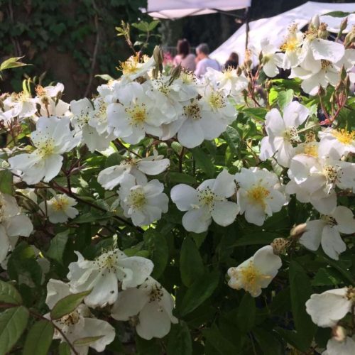 darlows-enigma-01-scaled-scaled